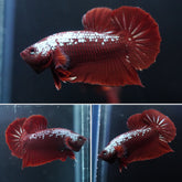 #19 (New Arrival) Rare Red Mamba Samurai Male Plakat Betta Fish - High Quality Live Aquarium Male Betta Fish